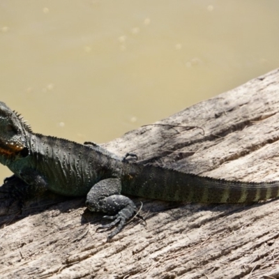 Intellagama lesueurii howittii (Gippsland Water Dragon) at Lower Molonglo - 12 Feb 2018 by Simmo