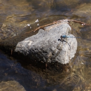 Diphlebia nymphoides at Molonglo River Reserve - 12 Feb 2018 10:58 AM