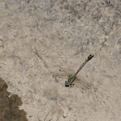 Austrogomphus australis (Inland Hunter) at Molonglo River Reserve - 12 Feb 2018 by Simmo