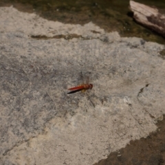 Diplacodes haematodes (Scarlet Percher) at Stromlo, ACT - 12 Feb 2018 by Simmo