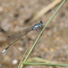 Ischnura heterosticta (Common Bluetail Damselfly) at Latham, ACT - 12 Feb 2018 by Alison Milton