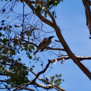 Philemon corniculatus at Stromlo, ACT - 12 Feb 2018 12:08 PM