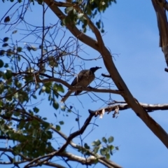 Philemon corniculatus (Noisy Friarbird) at Stromlo, ACT - 12 Feb 2018 by Simmo