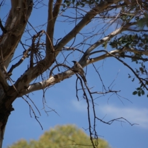 Philemon corniculatus at Stromlo, ACT - 12 Feb 2018