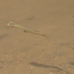 Gambusia holbrooki (Gambusia, Plague minnow, Mosquito fish) at Latham, ACT - 12 Feb 2018 by Alison Milton