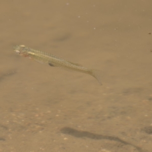 Gambusia holbrooki at Latham, ACT - 12 Feb 2018