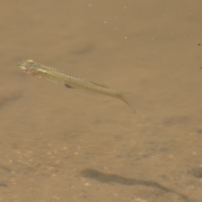 Gambusia holbrooki (Gambusia, Plague minnow, Mosquito fish) at Latham, ACT - 12 Feb 2018 by AlisonMilton