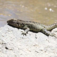 Intellagama lesueurii howittii (Gippsland Water Dragon) at Latham, ACT - 12 Feb 2018 by AlisonMilton