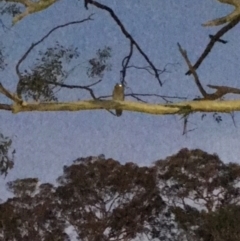 Ninox boobook (Southern Boobook) at Red Hill Nature Reserve - 12 Feb 2018 by KL