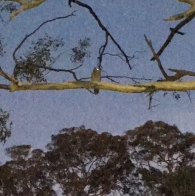 Ninox boobook (Southern Boobook) at Red Hill Nature Reserve - 12 Feb 2018 by KL