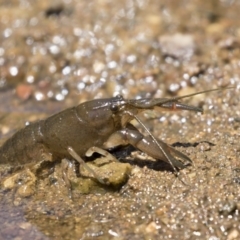 Cherax destructor (Common Yabby) at Umbagong District Park - 12 Feb 2018 by Alison Milton