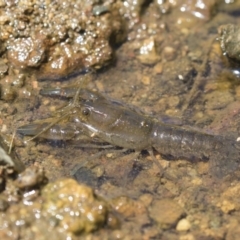 Cherax destructor at Latham, ACT - 12 Feb 2018