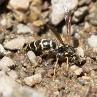 Polistes (Polistes) chinensis (Asian paper wasp) at Latham, ACT - 12 Feb 2018 by AlisonMilton