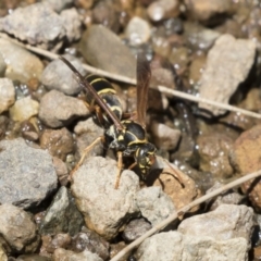 Polistes (Polistes) chinensis at Latham, ACT - 12 Feb 2018