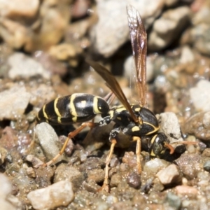 Polistes (Polistes) chinensis at Latham, ACT - 12 Feb 2018