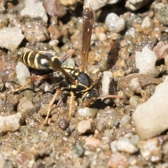 Polistes (Polistes) chinensis at Latham, ACT - 12 Feb 2018