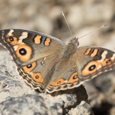 Junonia villida (Meadow Argus) at Latham, ACT - 12 Feb 2018 by Alison Milton