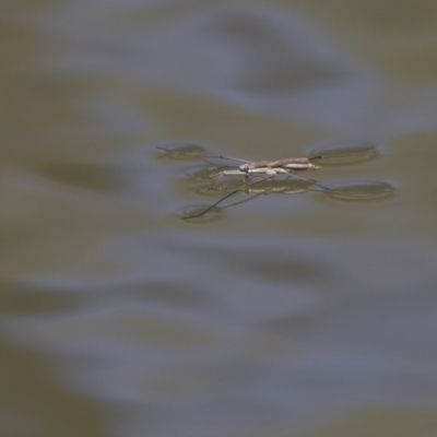 Aquarius antigone (Water strider, pond skater) at Umbagong District Park - 12 Feb 2018 by Alison Milton