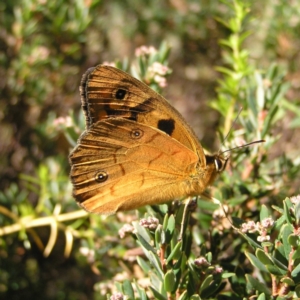 Heteronympha penelope at Cotter River, ACT - 12 Feb 2018