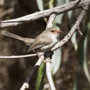 Malurus cyaneus at Latham, ACT - 12 Feb 2018