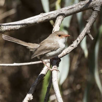 Malurus cyaneus (Superb Fairywren) at Latham, ACT - 12 Feb 2018 by Alison Milton