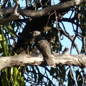 Cacomantis variolosus at Majura, ACT - 12 Feb 2018