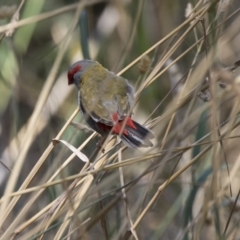 Neochmia temporalis (Red-browed Finch) at Umbagong District Park - 12 Feb 2018 by Alison Milton