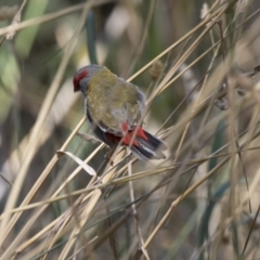 Neochmia temporalis (Red-browed Finch) at Latham, ACT - 12 Feb 2018 by AlisonMilton