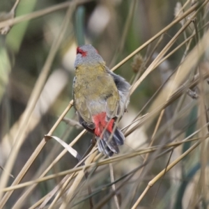 Neochmia temporalis at Latham, ACT - 12 Feb 2018