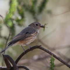 Pachycephala rufiventris (Rufous Whistler) at Latham, ACT - 12 Feb 2018 by Alison Milton