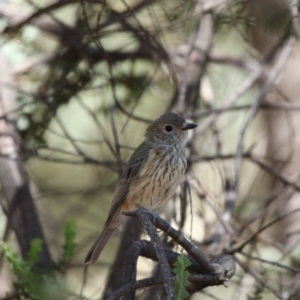 Pachycephala rufiventris at Latham, ACT - 12 Feb 2018 02:26 PM