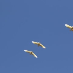 Cacatua galerita (Sulphur-crested Cockatoo) at Latham, ACT - 12 Feb 2018 by AlisonMilton