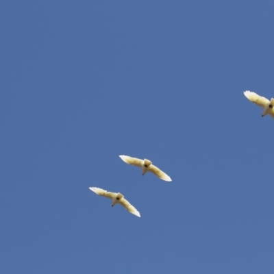 Cacatua galerita (Sulphur-crested Cockatoo) at Latham, ACT - 12 Feb 2018 by Alison Milton