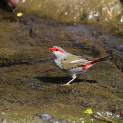 Neochmia temporalis (Red-browed Finch) at Umbagong District Park - 12 Feb 2018 by Alison Milton