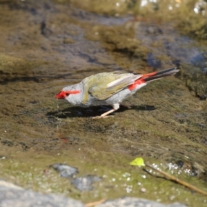 Neochmia temporalis at Latham, ACT - 12 Feb 2018