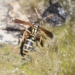 Polistes (Polistes) chinensis (Asian paper wasp) at Latham, ACT - 12 Feb 2018 by AlisonMilton