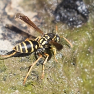 Polistes (Polistes) chinensis at Latham, ACT - 12 Feb 2018