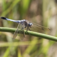 Orthetrum caledonicum (Blue Skimmer) at Latham, ACT - 12 Feb 2018 by Alison Milton