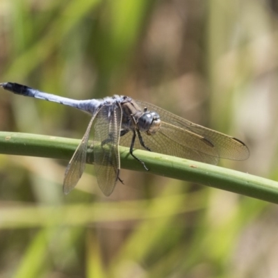 Orthetrum caledonicum (Blue Skimmer) at Latham, ACT - 12 Feb 2018 by Alison Milton