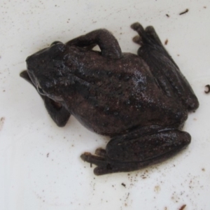 Litoria peronii at Ngunnawal, ACT - 8 Feb 2018 07:00 PM