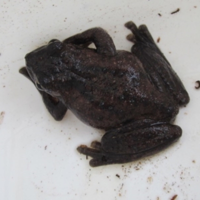 Litoria peronii (Peron's Tree Frog, Emerald Spotted Tree Frog) at Ngunnawal, ACT - 8 Feb 2018 by GeoffRobertson