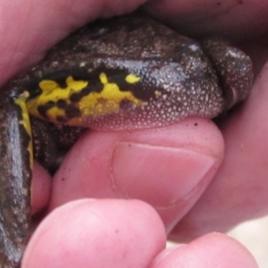 Litoria peronii at Ngunnawal, ACT - 8 Feb 2018