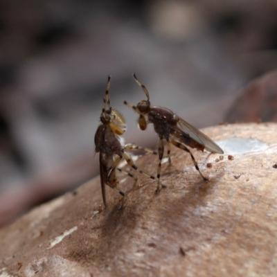 Tapeigaster annulipes (heteromyzid fly) at Yarralumla, ACT - 18 Apr 2015 by HarveyPerkins