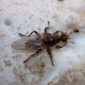 Tapeigaster annulipes at Yarralumla, ACT - 18 Apr 2015