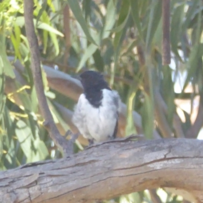 Melanodryas cucullata (Hooded Robin) at Booth, ACT - 8 Feb 2018 by Christine