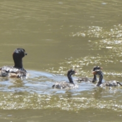 Tachybaptus novaehollandiae (Australasian Grebe) at Booth, ACT - 9 Feb 2018 by Christine