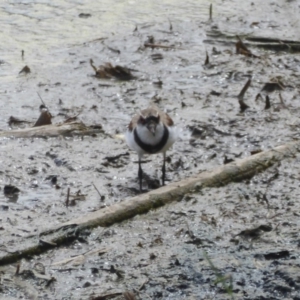 Charadrius melanops at Fyshwick, ACT - 9 Feb 2018 03:21 PM