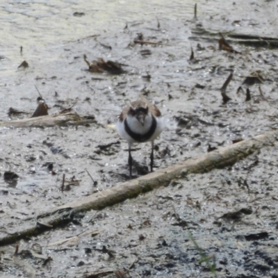 Charadrius melanops (Black-fronted Dotterel) at Fyshwick, ACT - 9 Feb 2018 by Christine