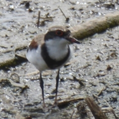 Charadrius melanops at Fyshwick, ACT - 9 Feb 2018 03:21 PM