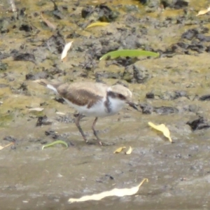 Charadrius melanops at Fyshwick, ACT - 9 Feb 2018 03:21 PM